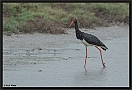 Zwarte Ooievaar, Black Stork, Ciconia nigra Location: Skala Kaloni, Greece (Lesbos) zwarte ooievaar 7D 3851 kopie